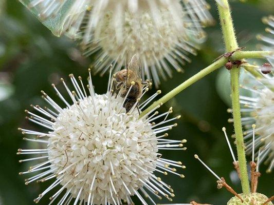 Honeybees love Florida