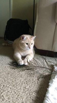 He loves his peacock feather and it's 100% safe!