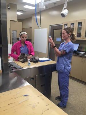 Helping a feline patient in other spacious treatment area.