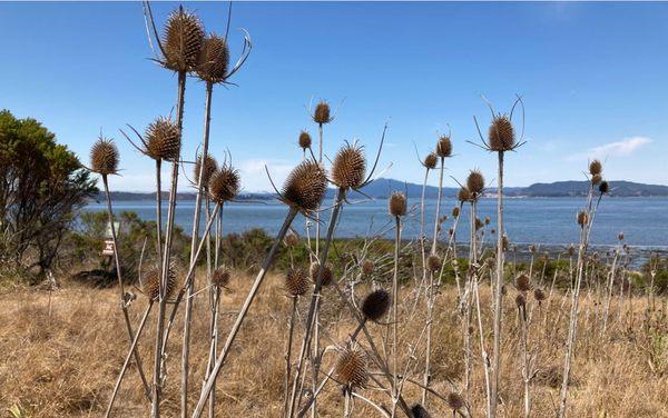 Fuller's Teasel growing near Bay View Trail.