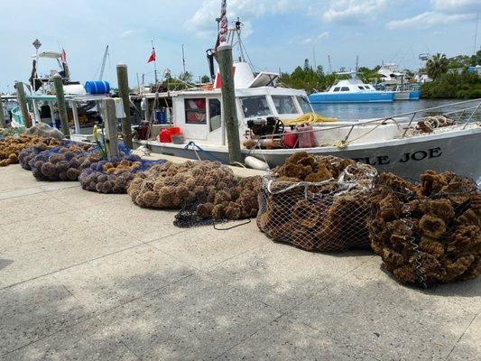 All the sponges waiting on the docks for the buyer.