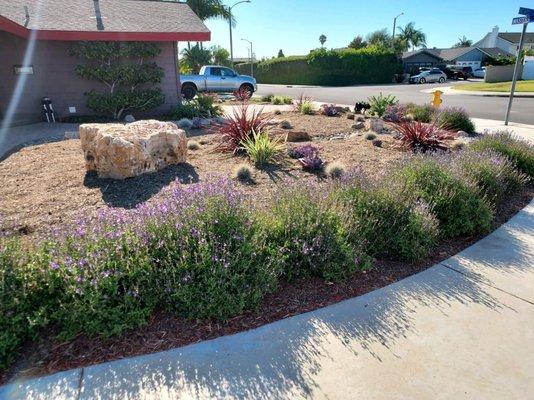 Front Yard Drought Tolerant Landscape Design and Installation