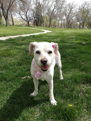 Lily at the park right after her grooming appointment. Love the little rose on her head!