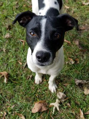 Pepé loves the two big back yards! We have a small yard at home, so when he daykeeps he's able to run frequently in the day