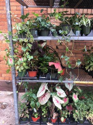 Marisol has a really great selection of beautiful trailing plants, I love having ivy in my bedroom and I always come straight to them.