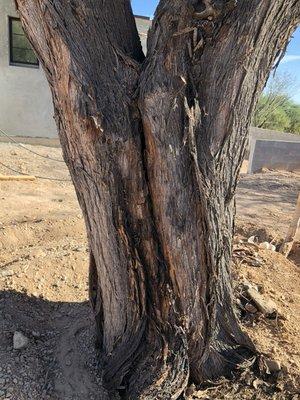 A mesquite tree with signs of rot