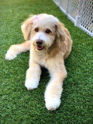 Olive after her first groom with Julia @ Paw Purrfection.