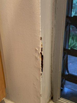 Multiple area of water damage by windows. Paint peeling exposing drywall and wall