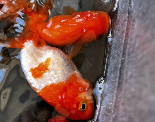 Those are two ranchu 4' that bloated all the time