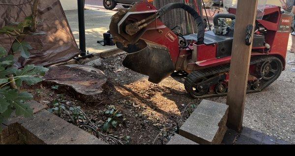 large tree stump with 81 inches of circumference.