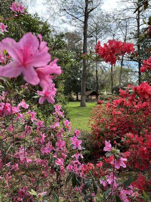 Azaleas in bloom