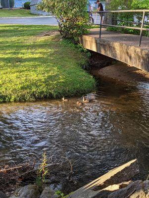 A mom and two ducklings joined us for dinner