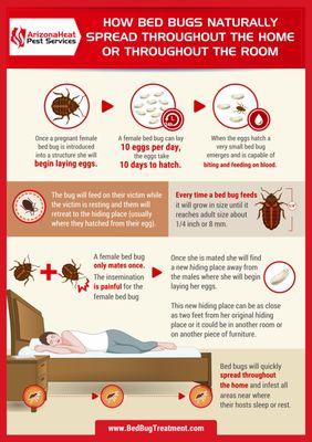 How do bed bugs spread