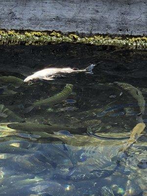 Fish Springs Hatchery