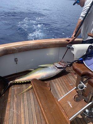 Yellowfin Tuna