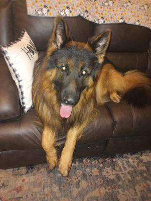 Kahl a very handsome, four-year-old, long-haired, German Shepherd, he has boarded with us a few times. Although big he is also a sweetheart!