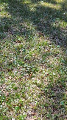 I have a well and I'm watering two to three times a week. This was in early spring after they sprayed. And it's full of weeds.