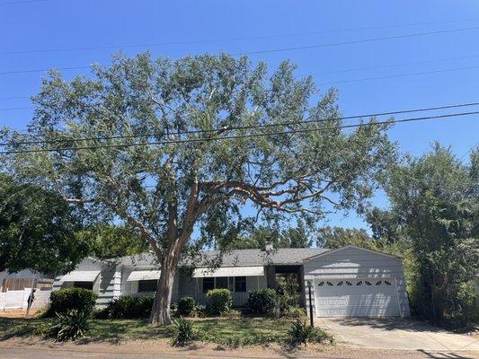 Chinese Elm in El Cajon