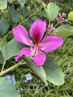 Hong Kong Orchid at Chris Park