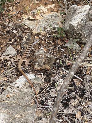 Stripped lizard