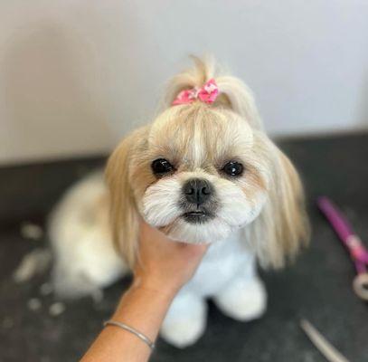 Look at this Shih Tzu