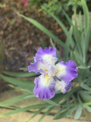 Reblooming irises