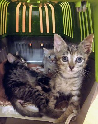 My three sick kittens in a box on their table