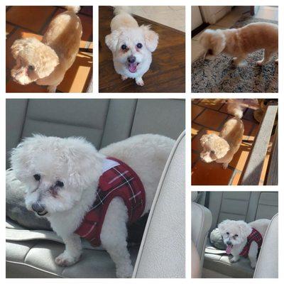 Fluffy senior dog groomed teddy bear cut