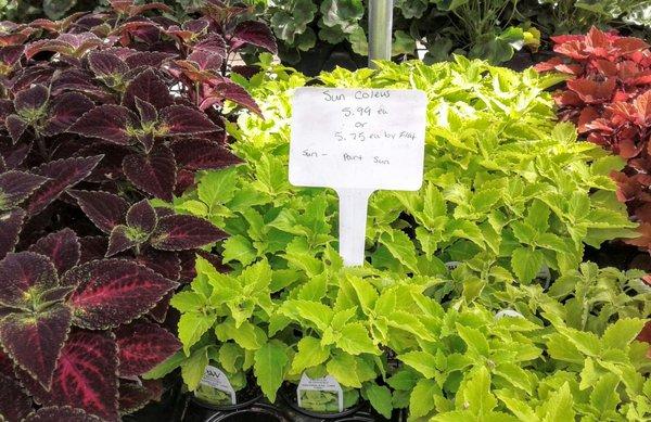 Coleus priced high. I pay 1/2 this at the other Davison's on Memorial.