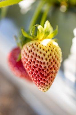 2021 Strawberry Picking at Gizdich Ranch