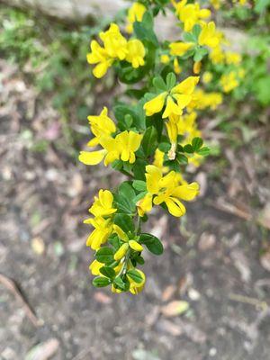 Spring blooms