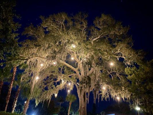 The gorgeous, fanciful tree behind the outdoor seating area