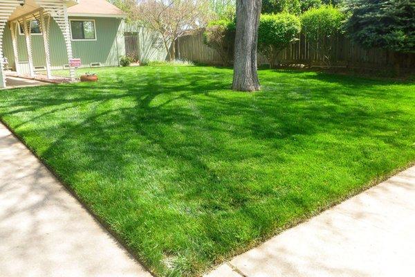 Orchid Lawn Care Lawn Maintenance