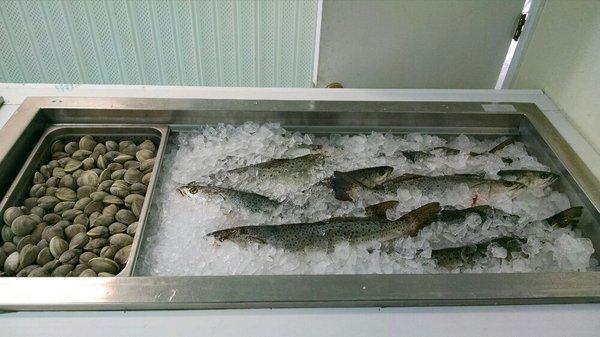 Speckled Trout, and Little Neck Clams.