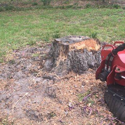 Stump Grinding before the job