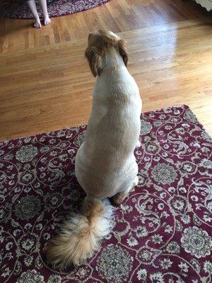 My dog's haircut from Lauren