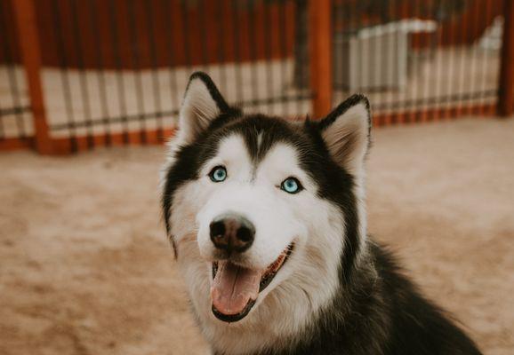 Dog training Reno. Board and train. Dog trainer