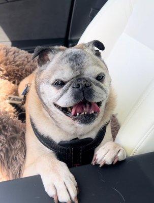 My pug Linus zooted after his MRI sedation.