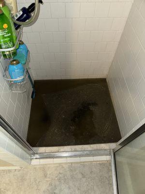 SEWAGE WATER COMING UP FROM THE SHOWER DRAIN