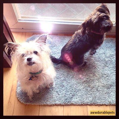 Black and grey small dogs looking up at camera while sitting next to sliding glass door.