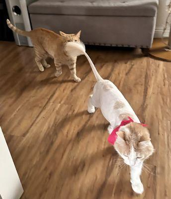 Boy cat is happy walking around with trimmed nails and Elizabeth showing off her amazing new look!!!