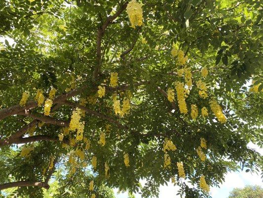 Yellow Shower Tree...