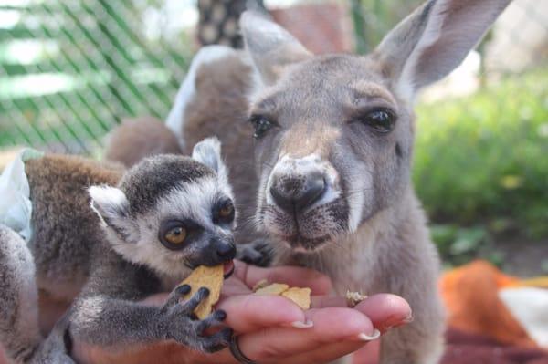 Joey and ring tailed lemur you can pet, hold and play with