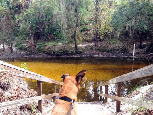 Chop checking out Paynes Creek.