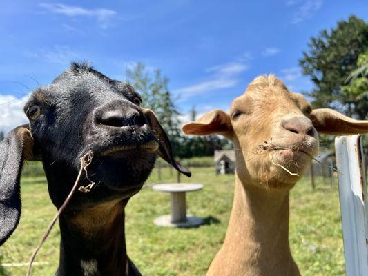 Quirky goats who were eager for munching.