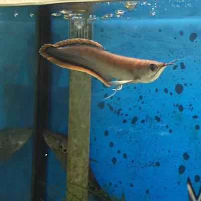 Black arowana