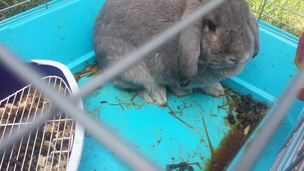 Just picked up my rabbit from a week long boarding stay, very filthy cage. Lots of urine that was never cleaned up by the staff.