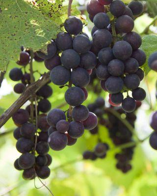 Grapes in the vineyard. #wine