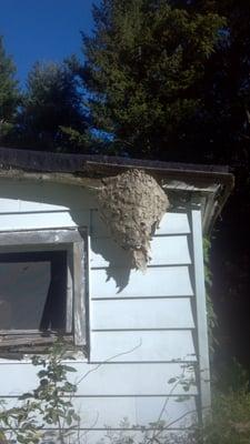 yellow  jackets by the back door