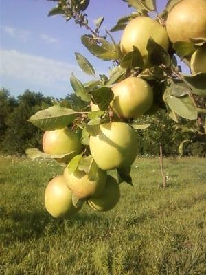 Orchard fresh apples!